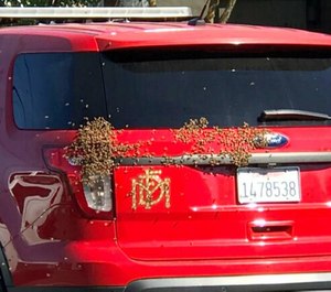 Modesto firefighters called a beekeeper for help after responding to a call about a woman trapped in her car due to thousands of bees. About 1,500 bees moved onto a fire department vehicle after it arrived at the scene.