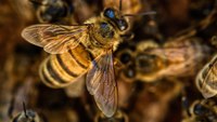 Texas FD shares tips for bee attacks after elderly couple stung 100 times