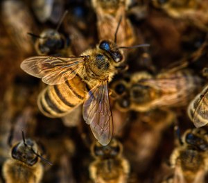 The Laredo Fire Department shared tips for avoiding a bee attack after an elderly couple were stung 100 times by the insects.