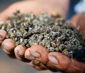 In this Wednesday, Feb. 1, 2017 photo, Eliazar Enriquez holds dead bees at his apiary affected by wildfires in Chile's Quebrada del Maule community. (AP Photo/Esteban Felix)