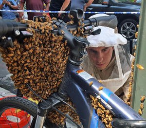 In this Aug. 4, 2015 photo provided by the New York City Police Department, Detective Daniel Higgins begins the process of removing bees enveloping the front of a bicycle parked in New York's Midtown Manhattan neighborhood. (NYPD/@nypdbees via AP)
