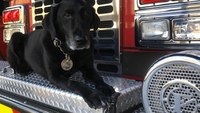 Ind. FD plans 'Salute to Bosco' event for fire dog dying of cancer