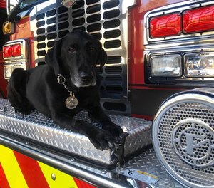 Bosco, a black Labrador, has worked at the Portage Fire Department as a fire investigation dog for nearly a decade.