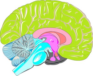 A sternal rub is used to assess brain integrity and function.