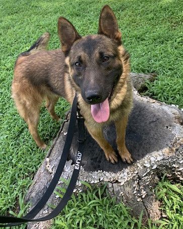 Md police K9 dies after suffering medical emergency while searching for suspect