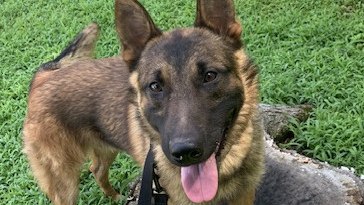 Md police K9 dies after suffering medical emergency while searching for suspect Md police K9 dies after suffering medical emergency while searching for suspect