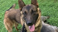 Md. police K-9 dies after suffering medical emergency while searching for suspect
