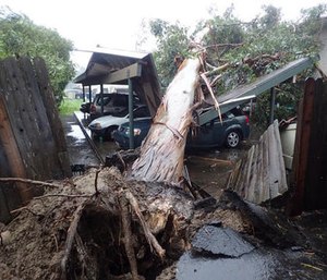 In this image released by the Santa Barbara County Fire Department, a large eucalyptus tree toppled onto carport damaging vehicles in Goleta, Calif., Friday, Feb. 17, 2017.
