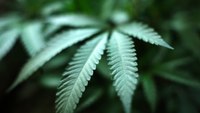 Utah FF-EMT sues over suspension for medical marijuana prescription