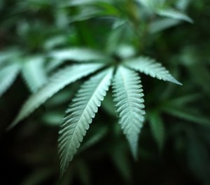 Michigan law enforcement agencies have to adjust to new marijuana laws.