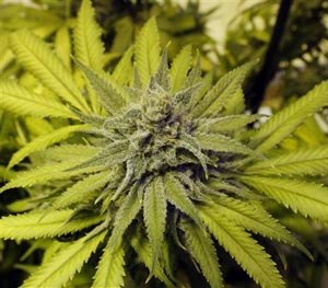 In this May 8, 2014 file photo legally-grown marijuana grows at a dispensary in Denver. In what prosecutors called a drug smuggling conspiracy involving Mennonites and a Mexican drug cartel, a Mennonite man was sentenced Monday, Dec. 1, 2014 to 15 months in prison for aiding the movement of tons of marijuana to the U.S.