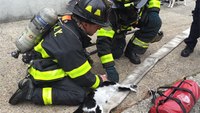 Rescuers perform CPR on cat saved from fire