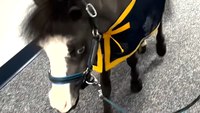 Mini-horse trained to provide emotional support becomes newest Fla. PD member