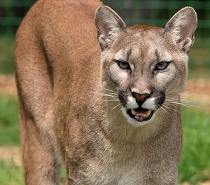 The mountain lion was killed, apparently on impact. (Photo/Pixabay)