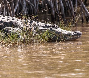 A Florida firefighter-paramedic survived an alligator attack last Thursday.