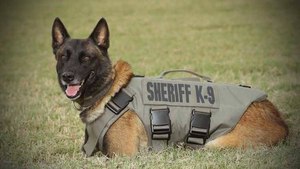 Bexar County K-9, Chucky, who was fatally shot while attempting to restrain a suspect during a pursuit (Photo/ Bexar County Sheriff's Office via Facebook)
