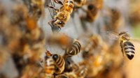 Bees swarm, sting Okla. man for over 3 hours after fall