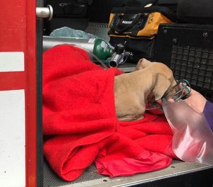 The Danville Fire Department rescued a puppy, who they dubbed