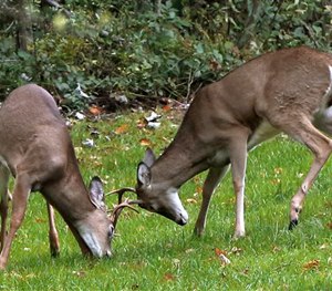 A pair of buck white tail deer lock antlers at the edge of a woods in Zelienople, Pa., Friday, Oct. 2, 2015. (AP Image)