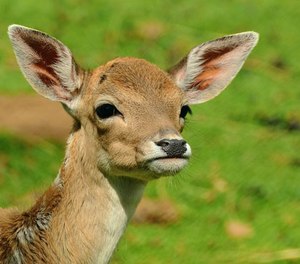 Deer, by the way, can run approximately 30 mph.