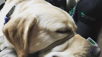 Service dog aids paramedic with PTSD, anxiety