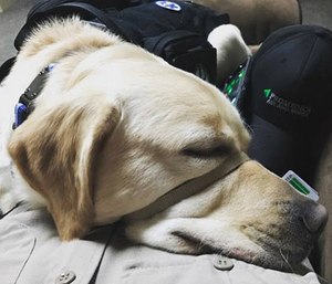 Service dog Delmar comforts Paramedic Chris Minich while on-duty.