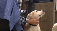 911 center foster dog helps lower dispatcher stress