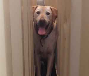 The dog, named Spike, walked out on his own after firefighters freed him.