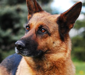 Help your K-9 partner enjoy a long, healthy career and retirement with regular veterinary care, a good diet and special protection against threats like narcotics.