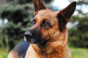 Help your K-9 partner enjoy a long, healthy career and retirement with regular veterinary care, a good diet and special protection against threats like armed suspects and narcotics.