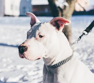 Conditions leading up to shootings of dogs by police vary considerably. (Photo/Pixabay)