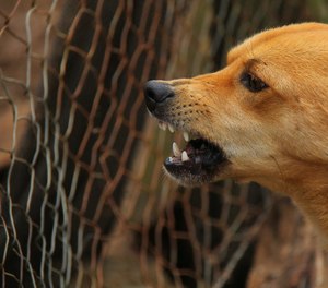 Training in special tactics and techniques for the management of dogs at tactical scenes makes sense.