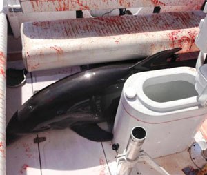 This June 21, 2015, photo provided by Dirk Frickman shows a dolphin that leaped onto his boat and crashed into his wife, Chrissie Frickman, breaking both her ankles near Dana Point, Calif. Dirk, pulled her out and called authorities as he headed toward an Orange County harbor. While he steered, he splashed water on the about 350-pound dolphin to keep it alive as it thrashed around and bled from some cuts. (Dirk Frickman via AP)