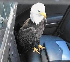 Florida Highway Patrol Trooper Julio Velez came in and rescued a bald eagle who flew into a Jeep on the Florida Turnpike.
