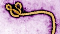 Study: Ebola in male survivors can survive up to 9 months