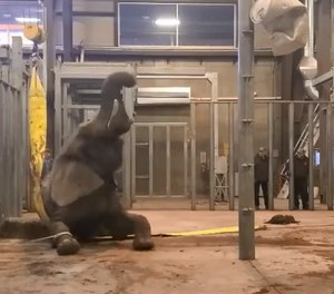 African elephant named Malaika was found lying on her side early Monday and unable to stand up.