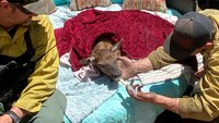 Mont. firefighters rescue orphaned elk calf while battling blaze in N.M.