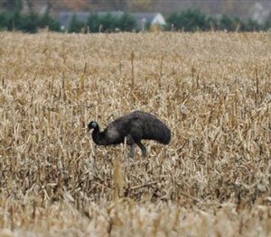 An Emu stands on a farm field in Odessa, Del., on Wednesday, Nov. 11, 2015. (AP Image)