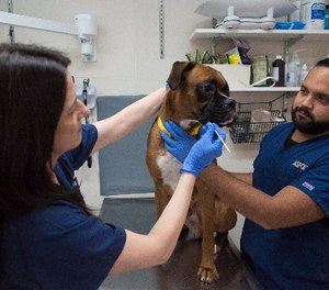 ASPCA staff conduct a medical examination of a dog.