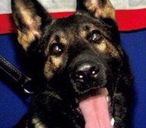 K-9 Fang was fatally shot during a suspect pursuit. (Photo/JSO)