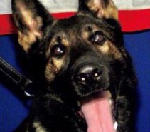 K-9 Fang was fatally shot during a suspect pursuit.