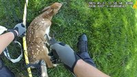 BWC video: Ohio officer frees fawn trapped in backyard soccer net