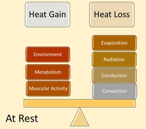 Figure 1. When the body is at rest, thermoregulation is relatively balanced as the body’s cooling mechanisms can effectively work.