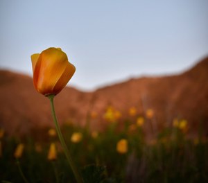 Although difficult to discern at times, God always lifts beauty out of the ashes.