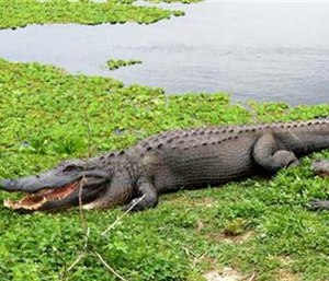 An alligator resting upon grass near fresh water.