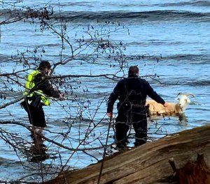 Police officers approach a pet goat that escaped into the near-freezing ocean in Maine.