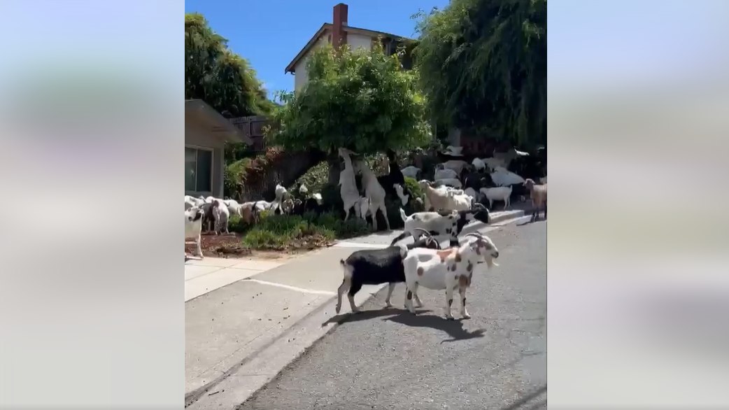 Video Calif police officers wrangle dozens of goats loose in neighborhood Video Calif police officers wrangle dozens of goats loose in neighborhood