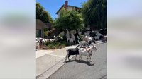 Video: Calif. police officers wrangle dozens of goats loose in neighborhood