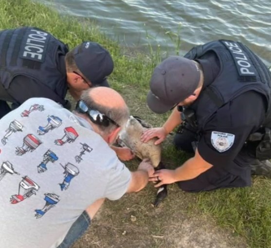Officer McGovern and Officer Earl got a call about a goose with a fishing line around its leg.