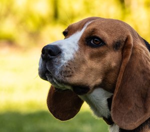 The rescued beagle (not pictured) is being cared for by animal control until it can be reunited with its owners. The firefighter's injuries were minor. (Photo/Grant Durr, Unsplash)